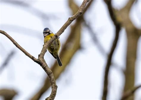 DaFeng Wetlands – Yksinoinen paratiisi luontoystäville ja lintubongareille!