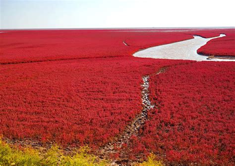  Panjin Hongshutai Wetland – A Kaleidoscope of Colors and Birdwatching Paradise!