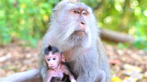  Ubud Monkey Forest: Tähtien Alla Huvittavia Apinoita ja Lumoavaa Luontoa!