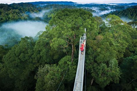 Ulu Temburong National Park: Mystical Borneo Rainforest Adventures Await!