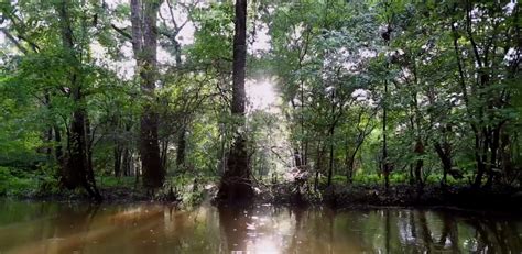 Yiyang Ancient Cypress Forest - Ikiaikainen luonnon ihme ja rauhaa kaipaavien paratiisi!